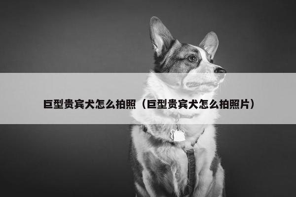 巨型贵宾犬怎么拍照(巨型贵宾犬怎么拍照片)