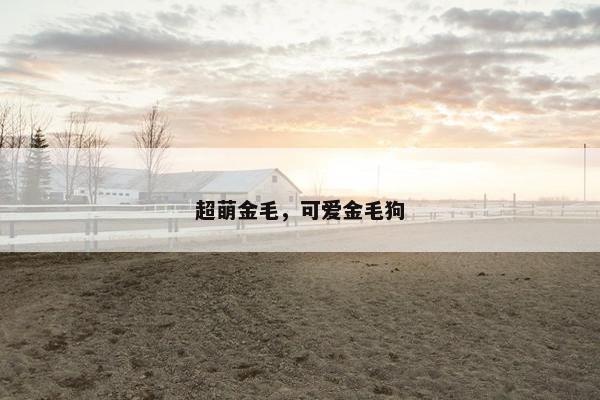 超萌金毛,可爱金毛狗