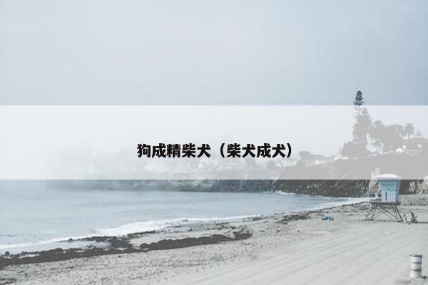 狗成精柴犬(柴犬成犬)