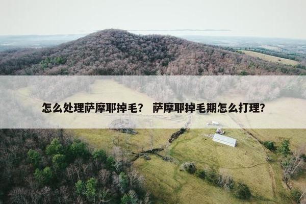 怎么处理萨摩耶掉毛? 萨摩耶掉毛期怎么打理?