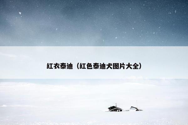 红衣泰迪(红色泰迪犬图片大全)