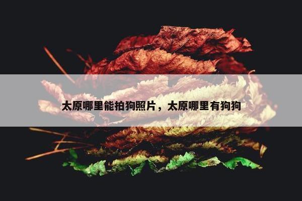 太原哪里能拍狗照片,太原哪里有狗狗