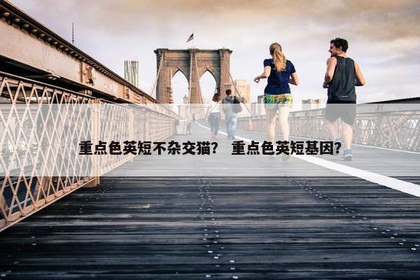 重点色英短不杂交猫? 重点色英短基因?