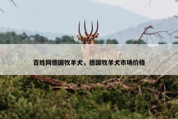 百姓网德国牧羊犬,德国牧羊犬市场价格