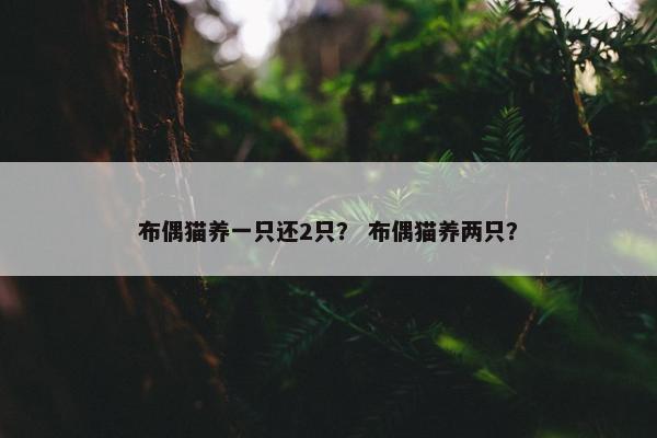 布偶猫养一只还2只? 布偶猫养两只?