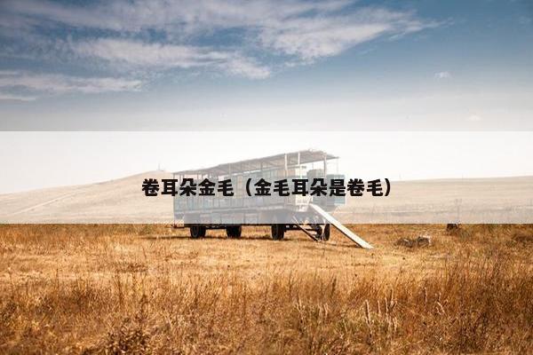 卷耳朵金毛(金毛耳朵是卷毛)