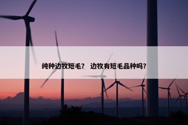 纯种边牧短毛? 边牧有短毛品种吗?
