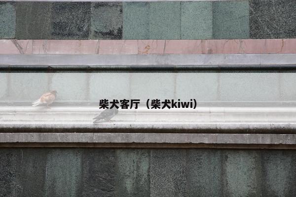 柴犬客厅(柴犬kiwi)