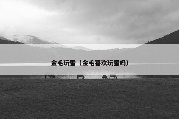 金毛玩雪(金毛喜欢玩雪吗)