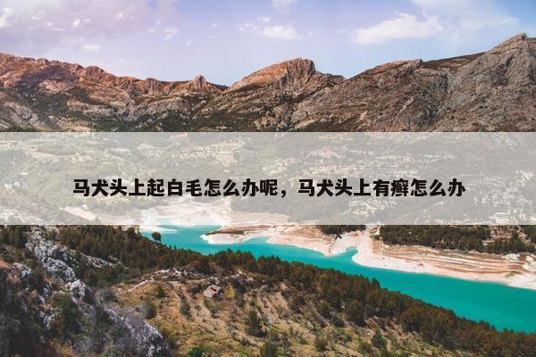 马犬头上起白毛怎么办呢,马犬头上有癣怎么办