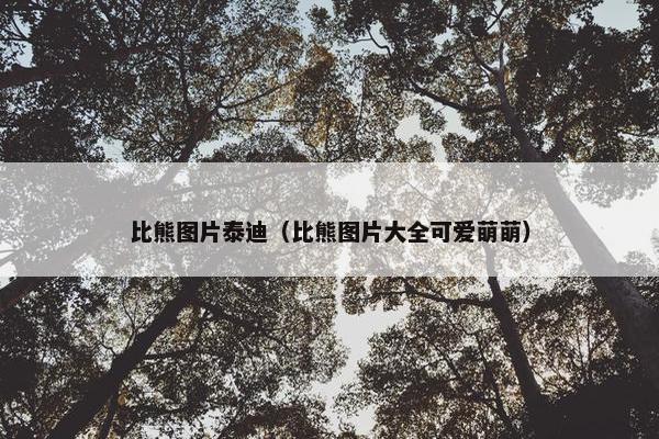 比熊图片泰迪(比熊图片大全可爱萌萌)