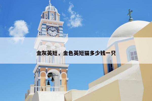 金灰英短,金色英短猫多少钱一只