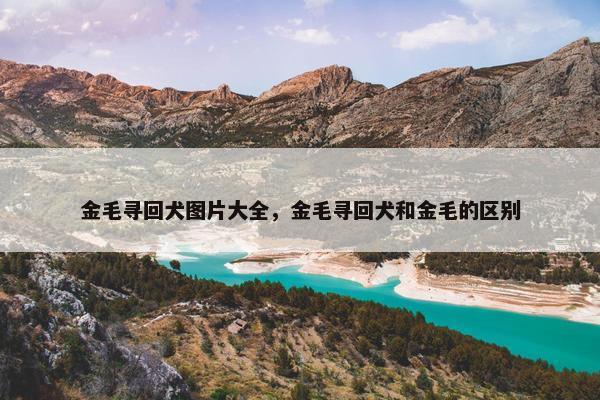 金毛寻回犬图片大全,金毛寻回犬和金毛的区别