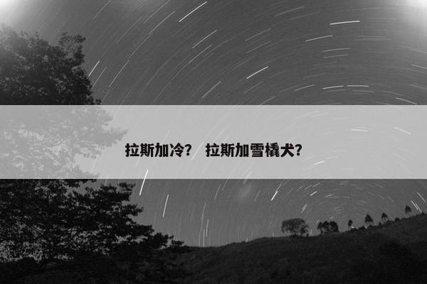 拉斯加冷? 拉斯加雪橇犬?