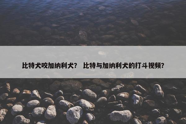 比特犬咬加纳利犬？ 比特与加纳利犬的打斗视频？
