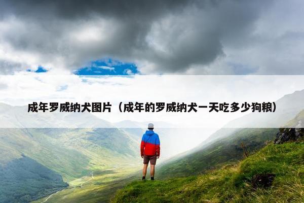 成年罗威纳犬图片(成年的罗威纳犬一天吃多少狗粮)