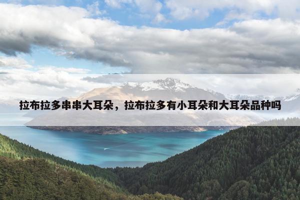 拉布拉多串串大耳朵,拉布拉多有小耳朵和大耳朵品种吗