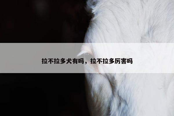 拉不拉多犬有吗,拉不拉多厉害吗