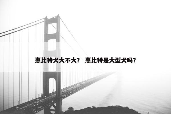 惠比特犬大不大? 惠比特是大型犬吗?