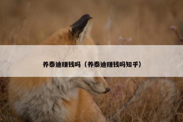 养泰迪赚钱吗(养泰迪赚钱吗知乎)