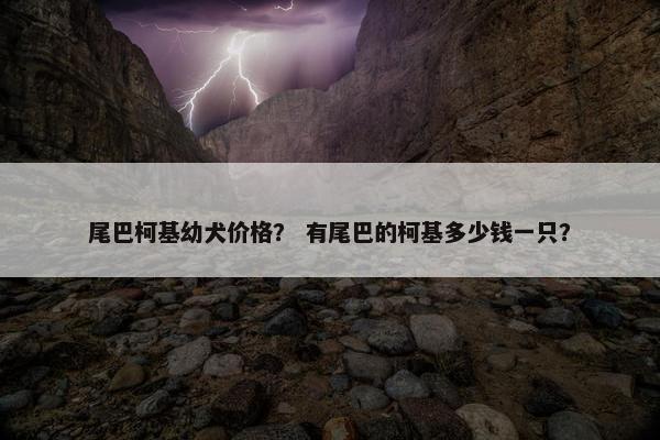 尾巴柯基幼犬价格? 有尾巴的柯基多少钱一只?