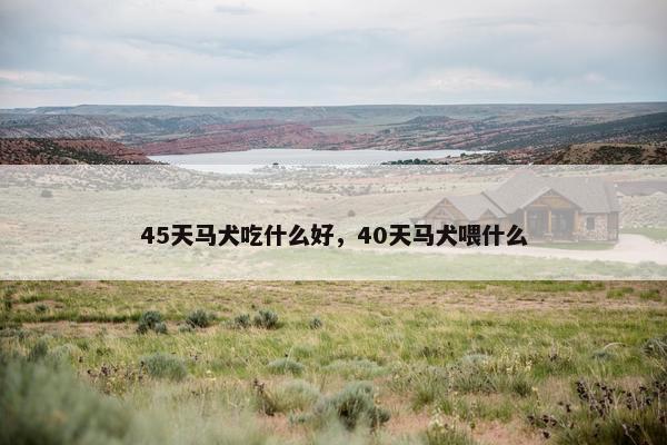 45天马犬吃什么好,40天马犬喂什么