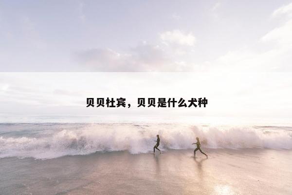 贝贝杜宾,贝贝是什么犬种