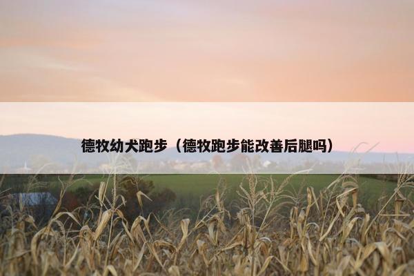 德牧幼犬跑步(德牧跑步能改善后腿吗)