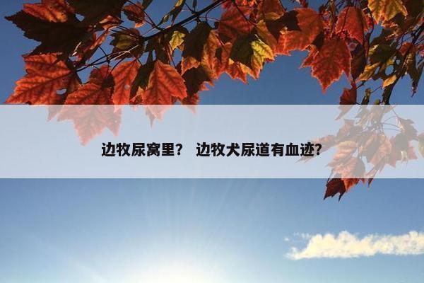 边牧尿窝里？ 边牧犬尿道有血迹？