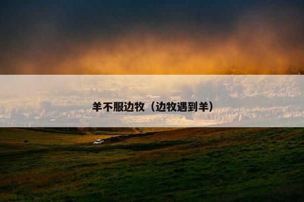 羊不服边牧(边牧遇到羊)