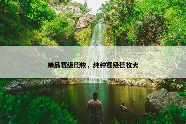 精品赛级德牧，纯种赛级德牧犬