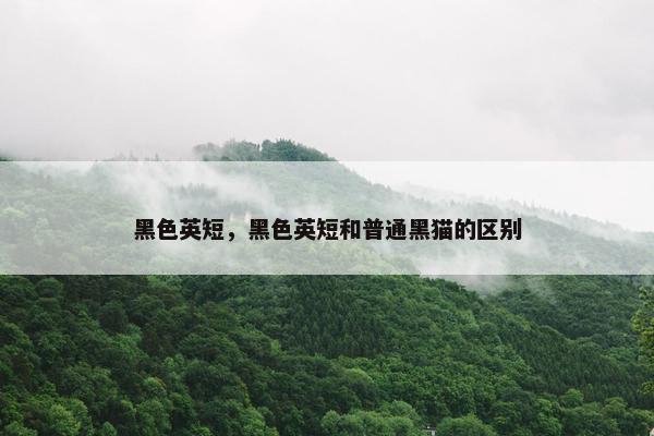 黑色英短,黑色英短和普通黑猫的区别