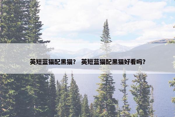英短蓝猫配黑猫? 英短蓝猫配黑猫好看吗?