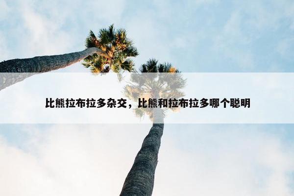 比熊拉布拉多杂交,比熊和拉布拉多哪个聪明