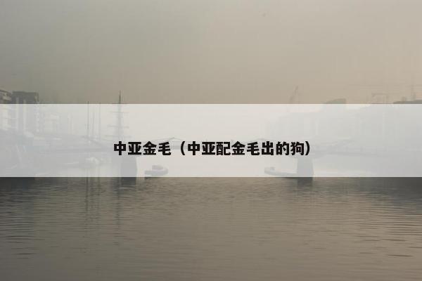 中亚金毛(中亚配金毛出的狗)