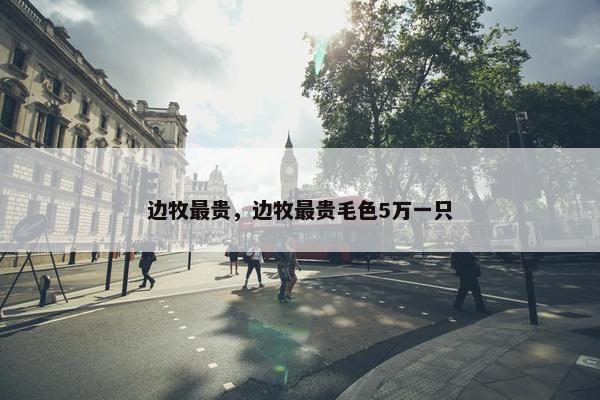 边牧最贵，边牧最贵毛色5万一只