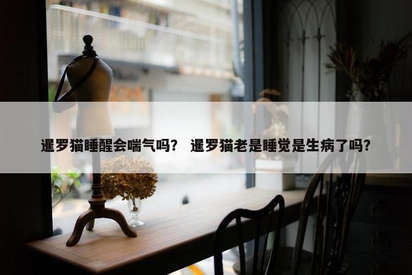 暹罗猫睡醒会喘气吗? 暹罗猫老是睡觉是生病了吗?