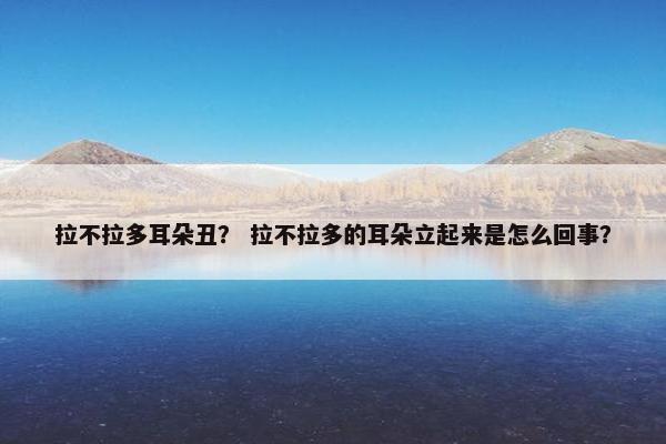 拉不拉多耳朵丑? 拉不拉多的耳朵立起来是怎么回事?