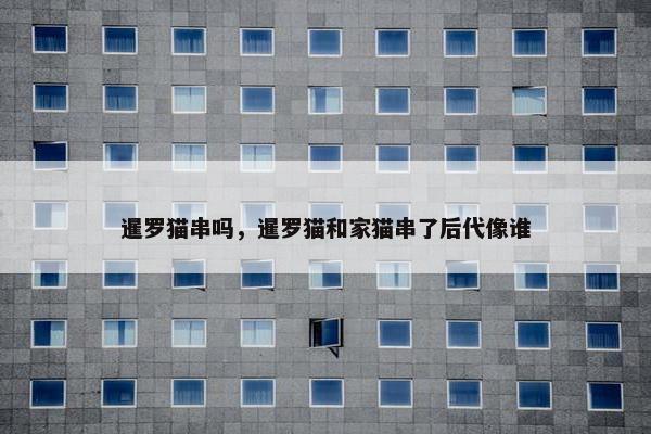 暹罗猫串吗,暹罗猫和家猫串了后代像谁