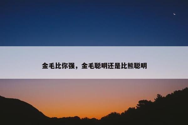 金毛比你强,金毛聪明还是比熊聪明