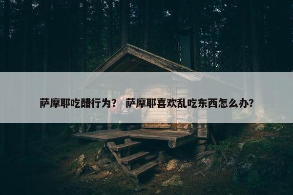 萨摩耶吃醋行为? 萨摩耶喜欢乱吃东西怎么办?