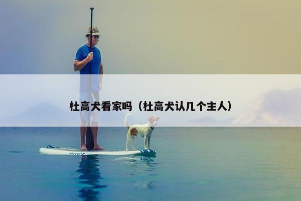 杜高犬看家吗(杜高犬认几个主人)