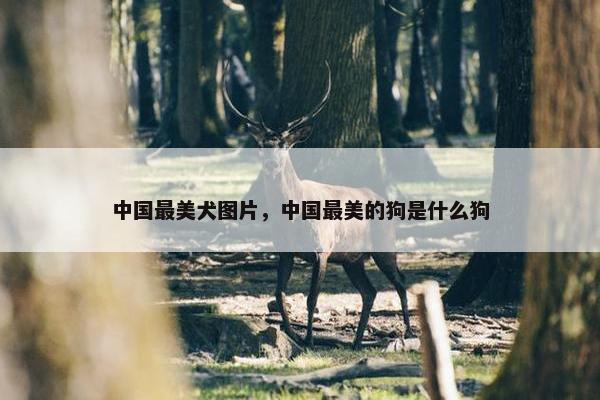 中国最美犬图片,中国最美的狗是什么狗