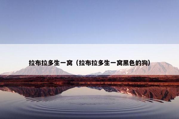 拉布拉多生一窝(拉布拉多生一窝黑色的狗)