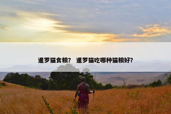 暹罗猫食粮? 暹罗猫吃哪种猫粮好?