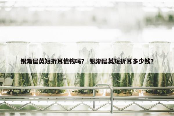银渐层英短折耳值钱吗? 银渐层英短折耳多少钱?