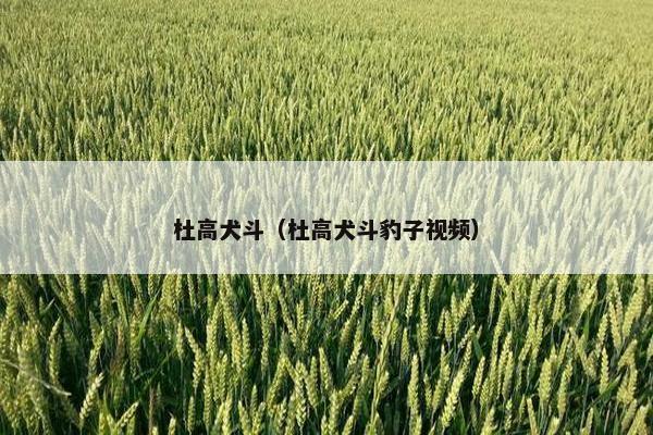 杜高犬斗(杜高犬斗豹子视频)