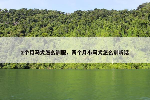 2个月马犬怎么驯服,两个月小马犬怎么训听话