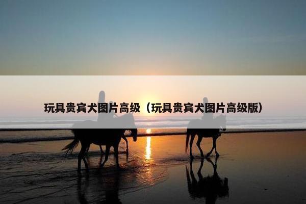 玩具贵宾犬图片高级(玩具贵宾犬图片高级版)