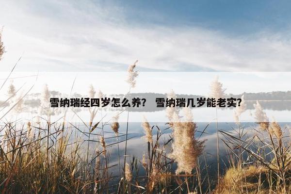 雪纳瑞经四岁怎么养? 雪纳瑞几岁能老实?